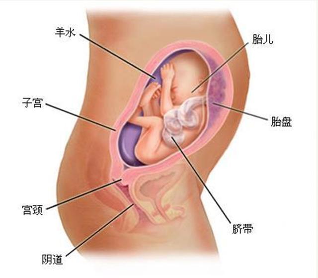 胎儿六个月多重，全面解读胎儿生长与发育