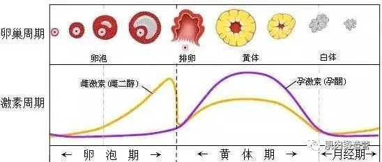 澳门知识专家解读，女性生理周期中的排卵期