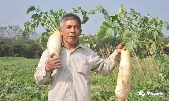 广东省萝卜育种，探索与创新的历程