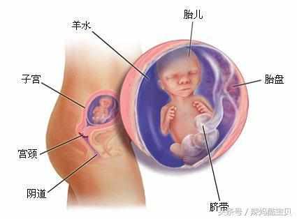 胎儿八个月的成长图谱，深入了解胎儿发展