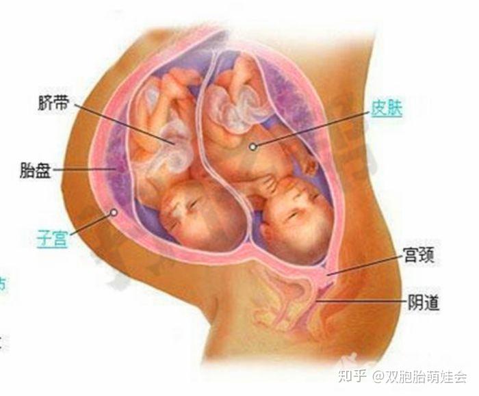 澳门双胞胎六个月胎儿体重，发育特征与成长规律解析