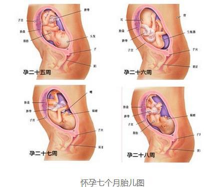 澳门知识专家解析，怀孕7个月时肚子的大小与变化