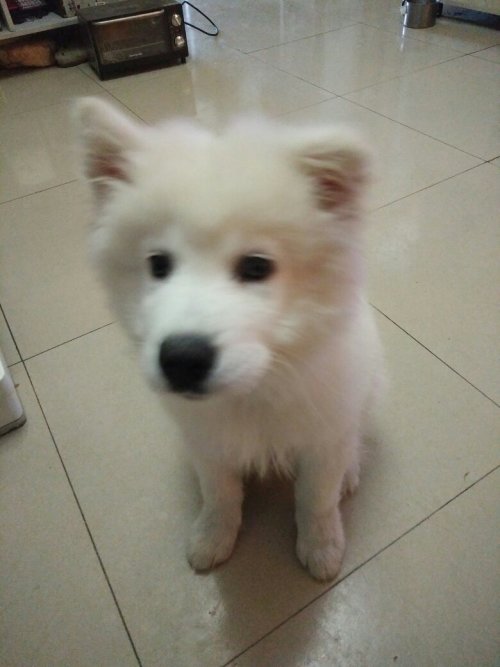 萨摩犬的耳朵立起时间与成长过程分析